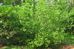 Premna serratifolia